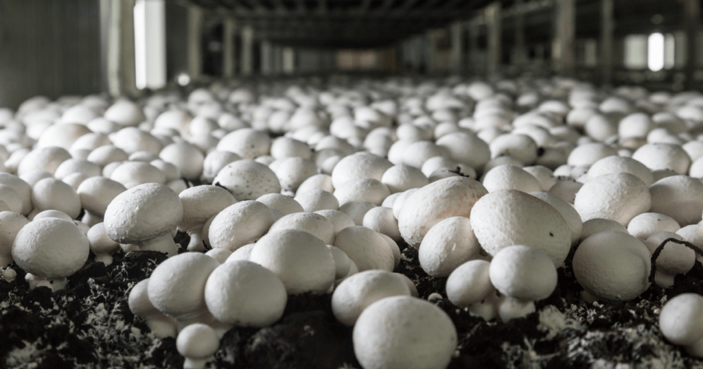 industrial mushroom growing setup