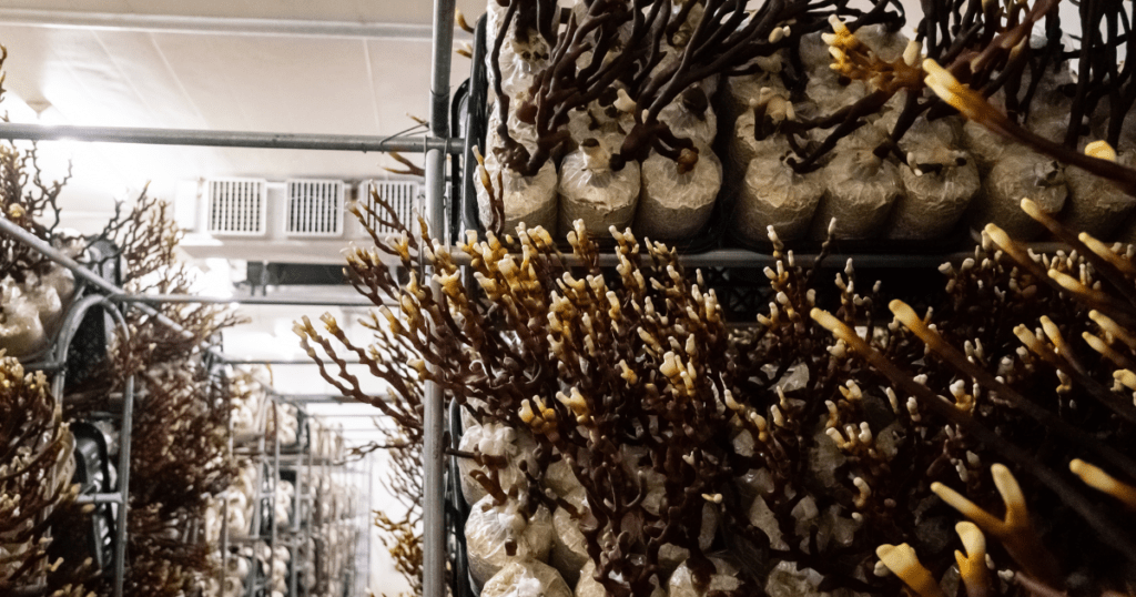 mushroom spawn bags growing in bags on shelves