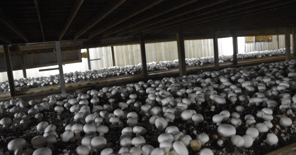 Lighting in a Mushroom Growing Warehouse