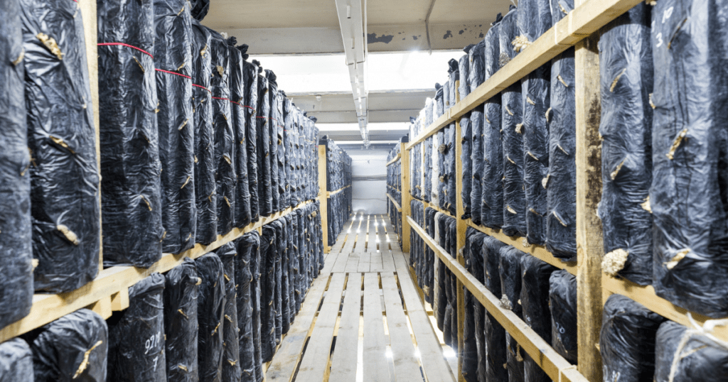 Mushrooms Growing in Warehouse