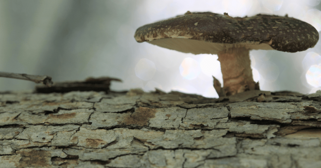 Mushroom Growing on Logs Outside