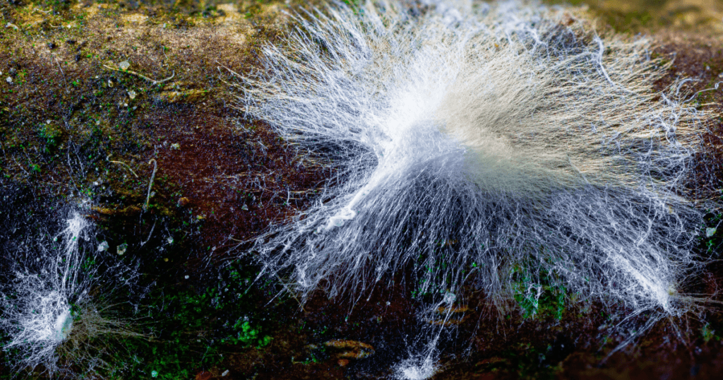 mushroom mycelium growing