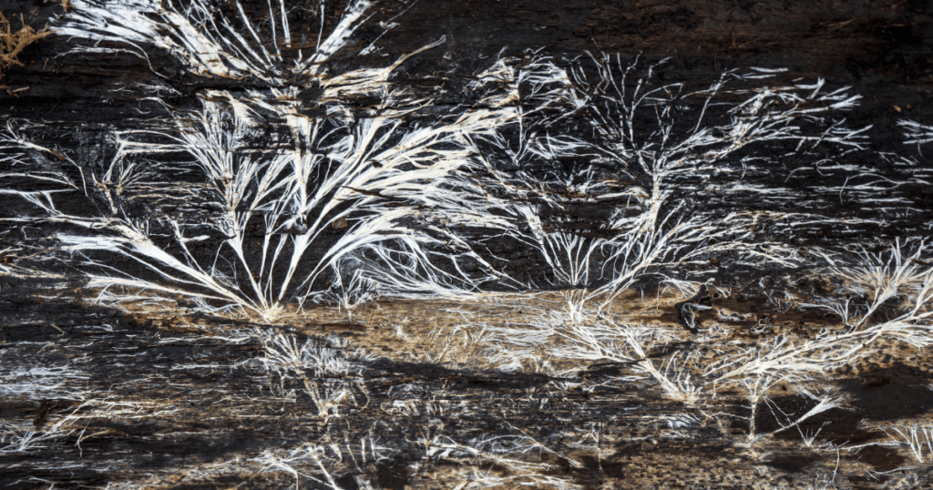 mushroom mycelium growing in the ground