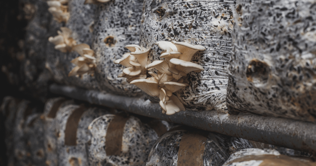 Mushrooms Fruiting from Spawn Bags