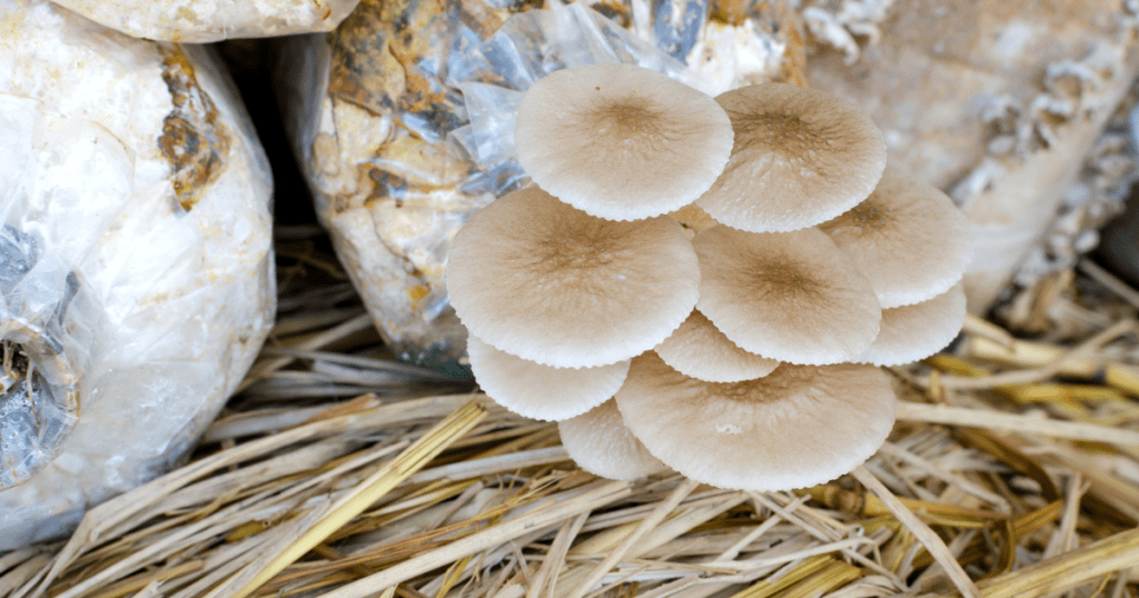 mushrooms growing outside