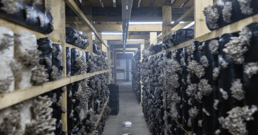 commercial mushroom grow