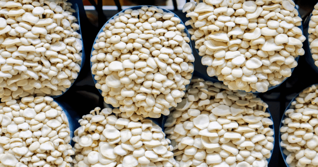 mushrooms growing in buckets