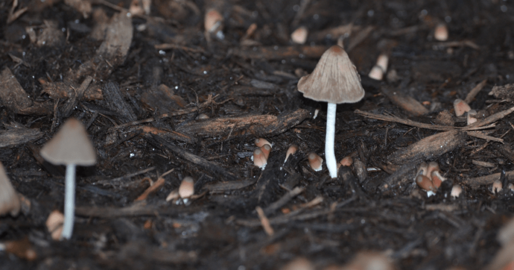 small mushrooms growing from mulch