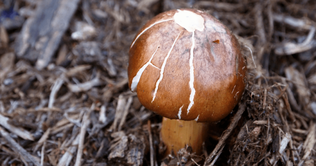 wine cap mushroom
