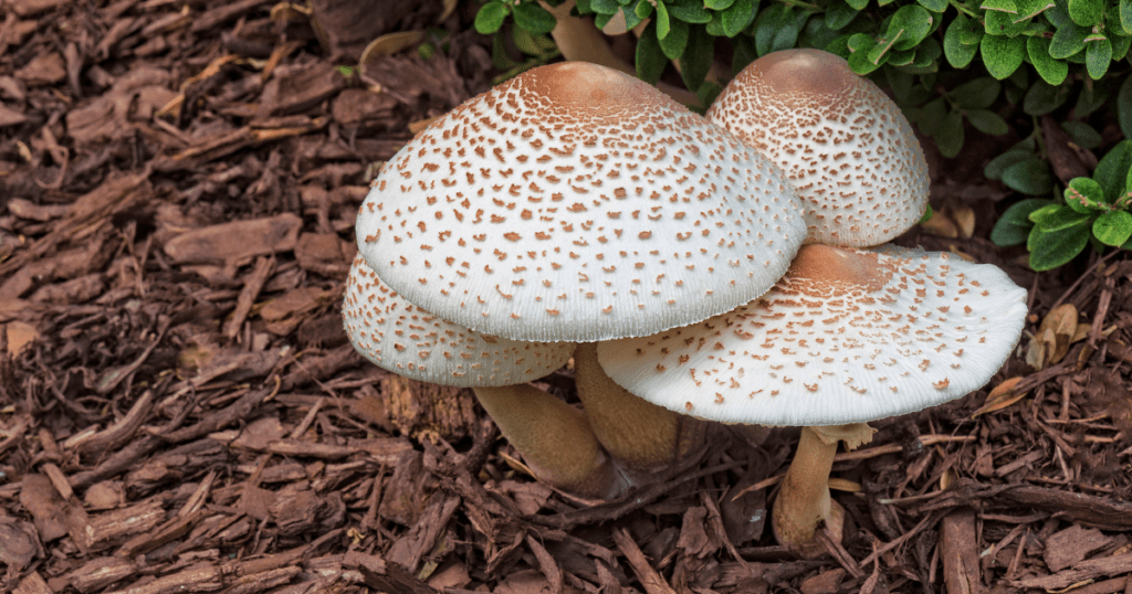 mushrooms growing from mulch