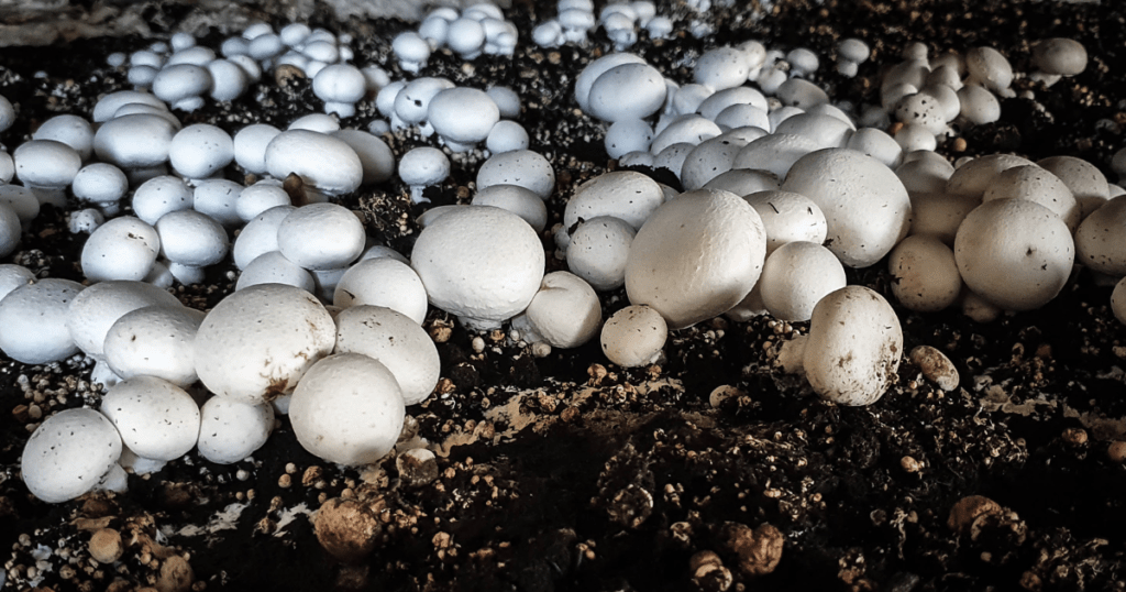 Fruiting mushrooms almost ready to harvest