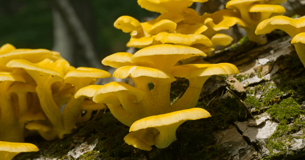 yellow mushrooms growing from a tree