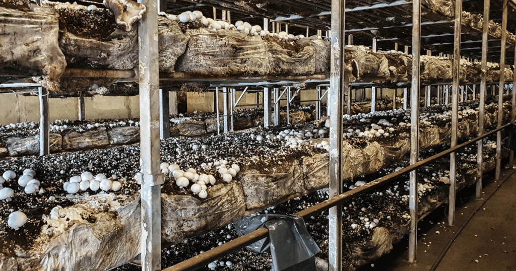 Mushrooms growing in a warehouse