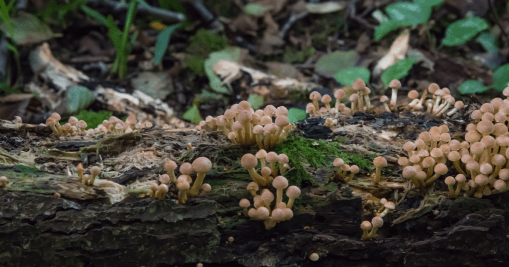 mushrooms growing on logs