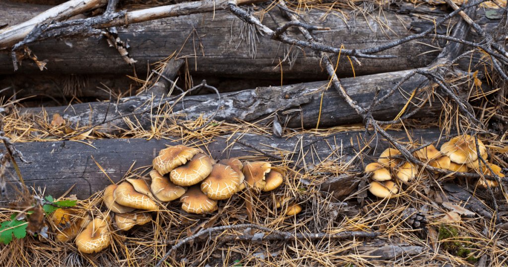 mushrooms growing out of a log