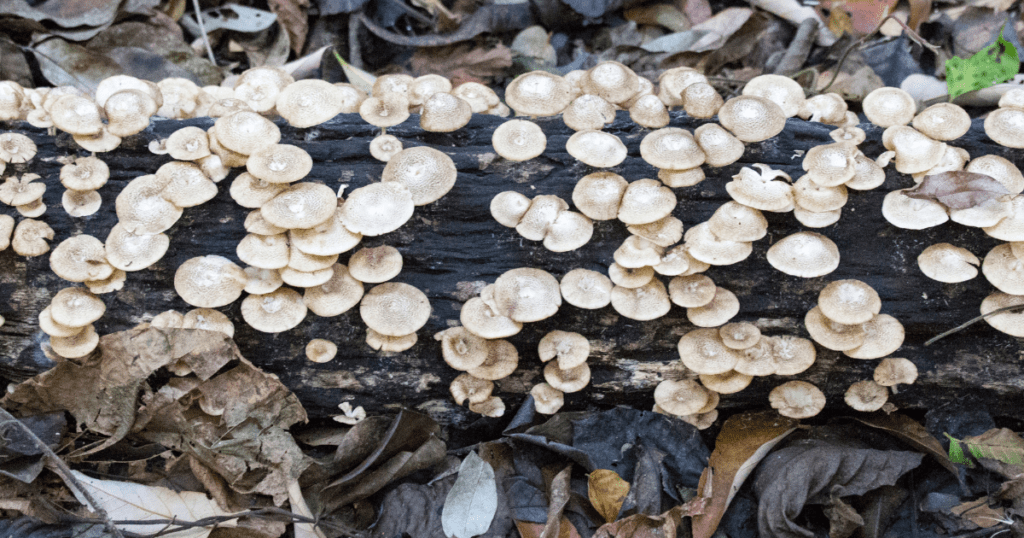 Oyster mushrooms growing out of a tree