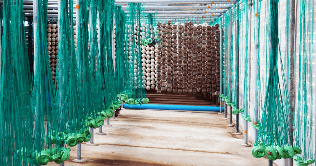 Mushrooms Growing in Greenhouse