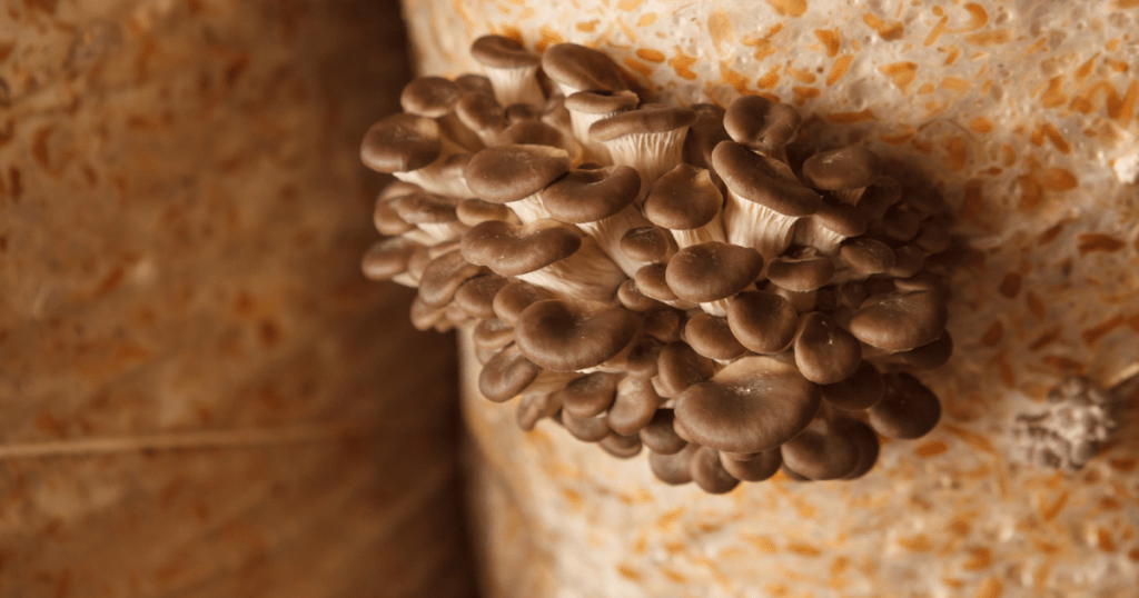 Oyster Mushrooms Growing out of Substrate