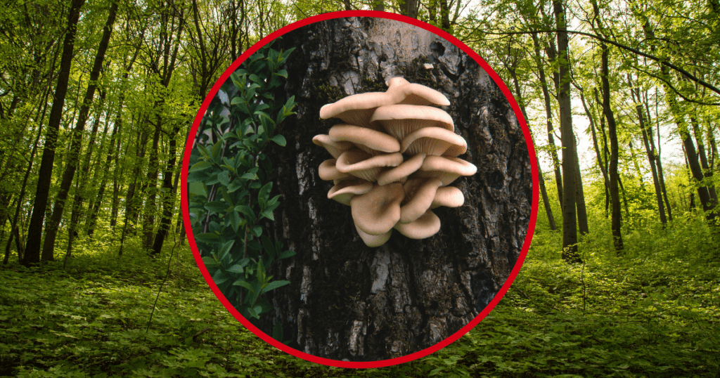 oyster mushrooms fruiting from logs