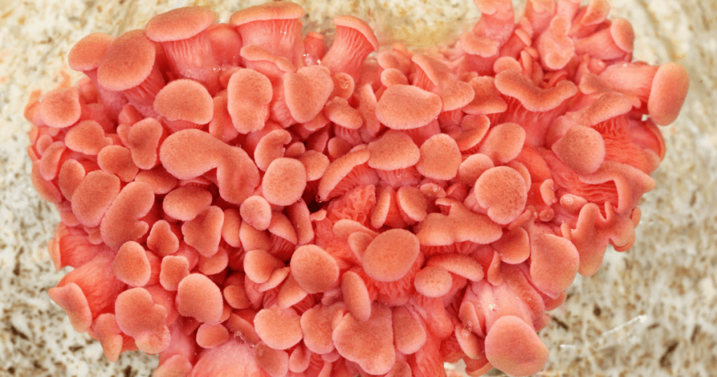 Pink Oyster mushrooms growing