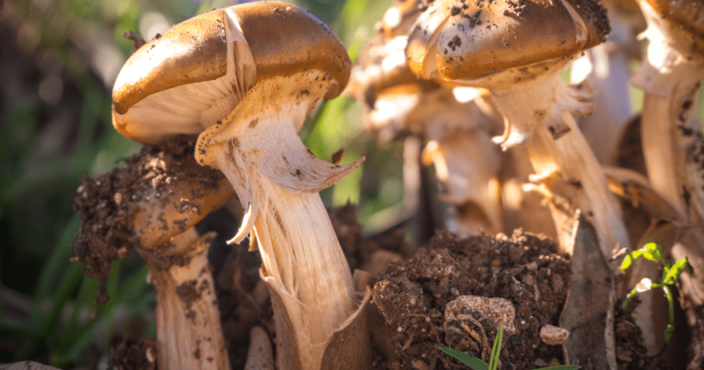 Growing Portobello Mushrooms
