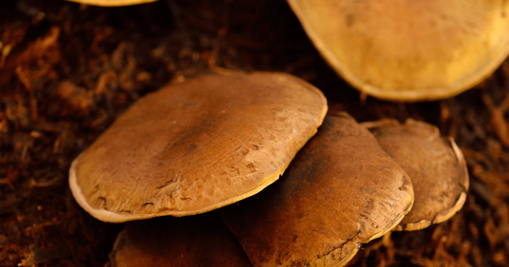 Portabello Mushrooms