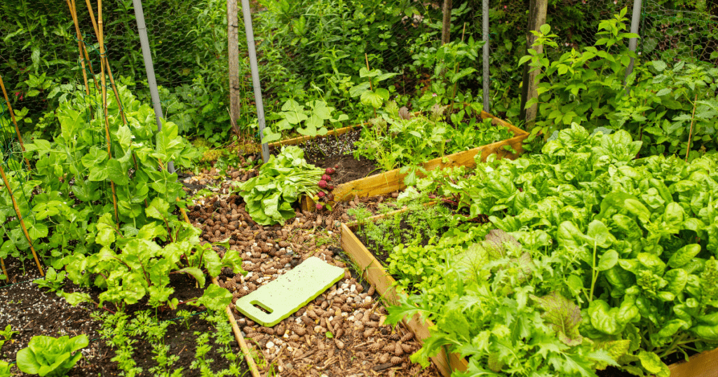 plastic rasied garden grow bed