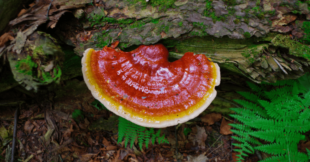 Reishi mushrooms