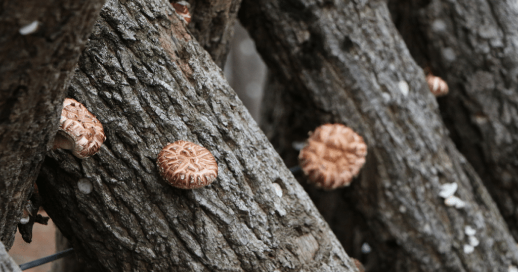 shiitake mushrooms