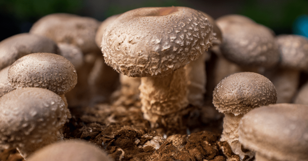 shiitake mushrooms