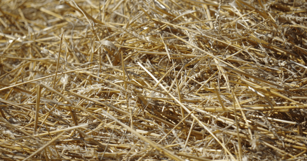 Straw Mushroom Growing Medium