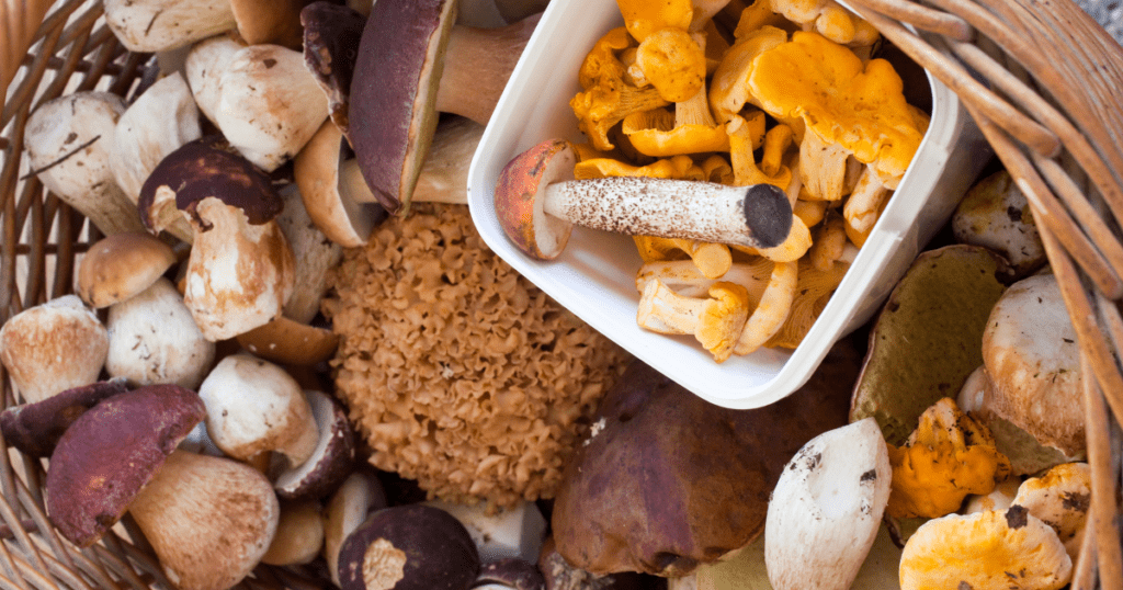variety of grown mushrooms sitting in a basket