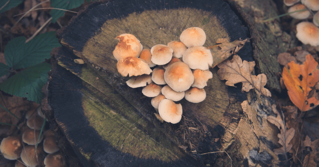 wine cap mushrooms growing