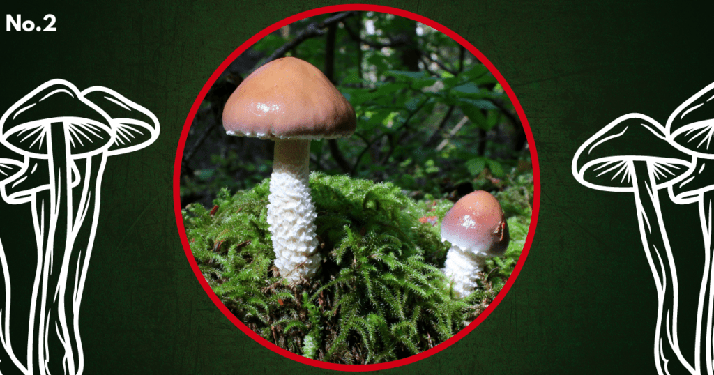 wine cap mushroom graphic