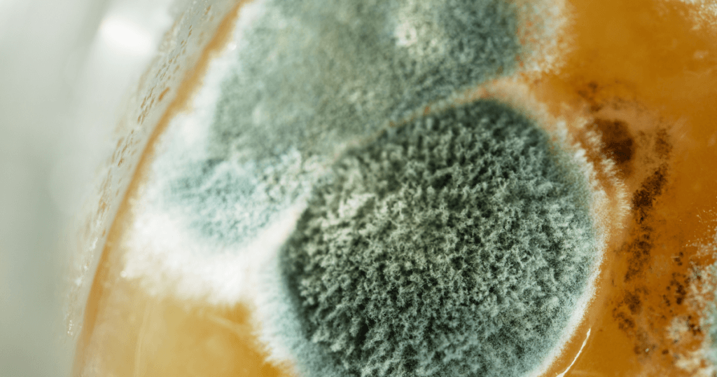 Mold Growing on Mushroom Substrate