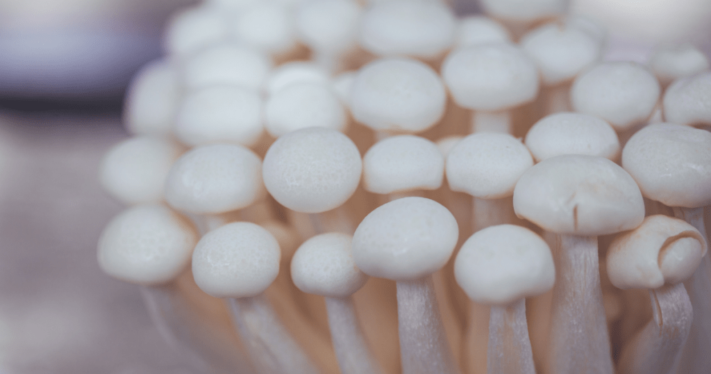 Enoki Mushrooms
