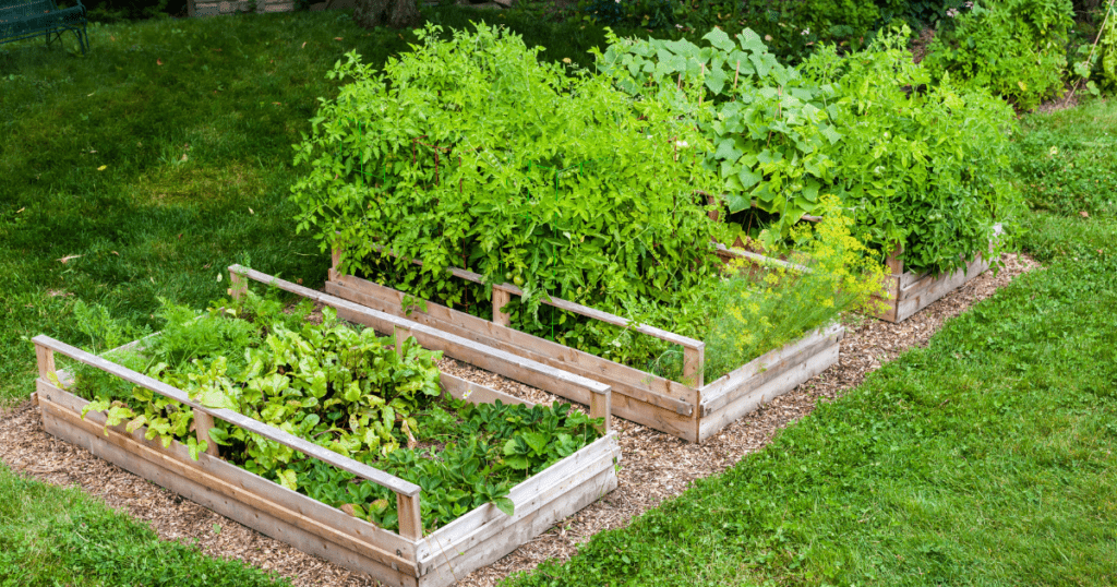 Growing Plants Outdoors in Raised Beds