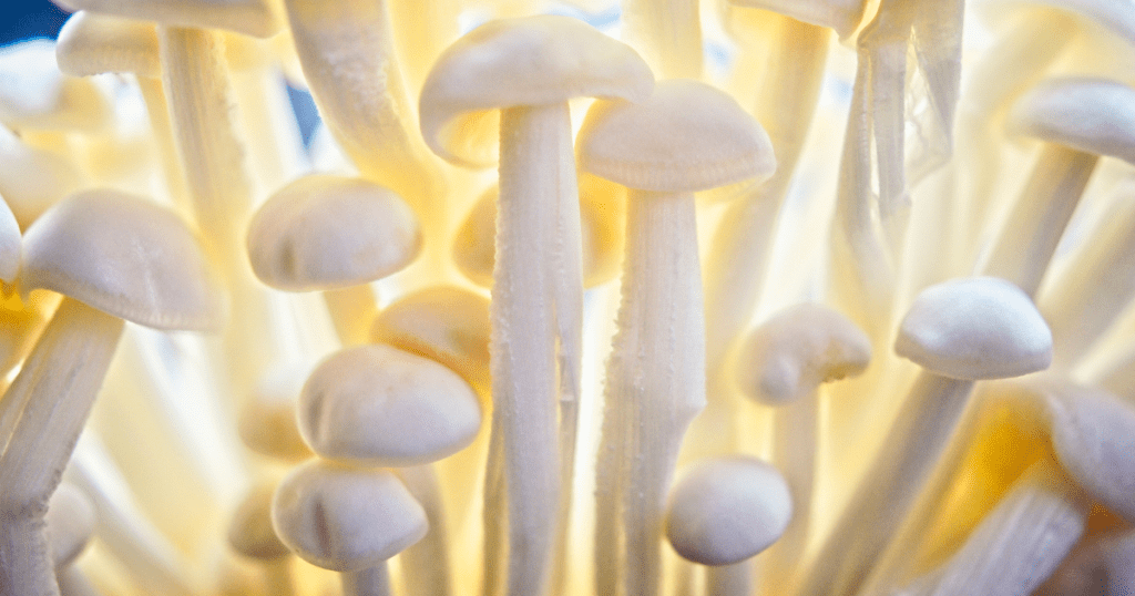 Enoki Mushrooms Growing