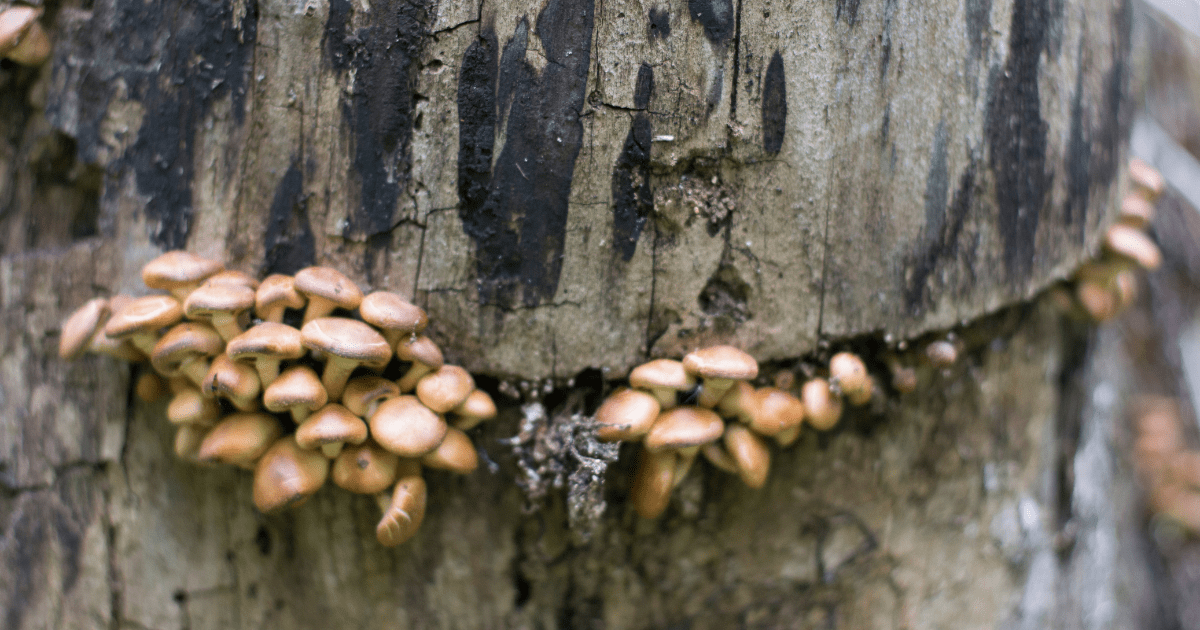 mushrooms growing out of wood