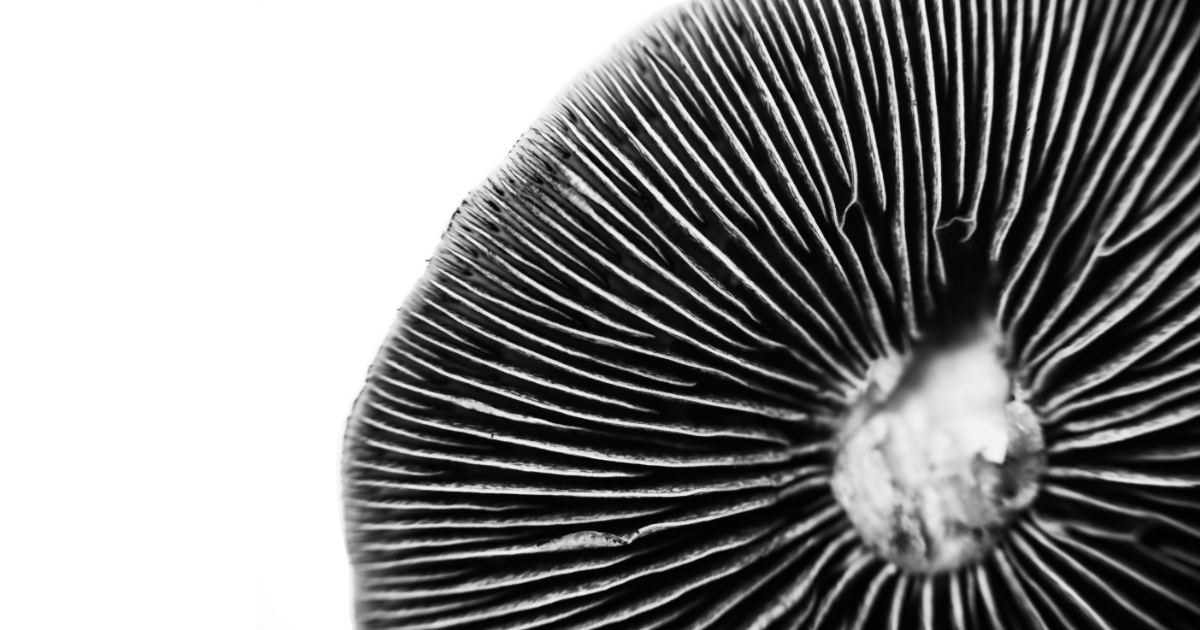 mushroom spore print
