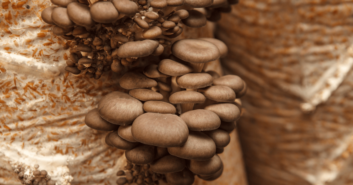 oyster mushroom growing substrate