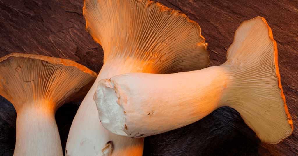 king oyster mushrooms