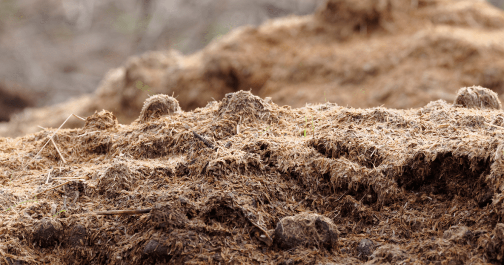 manure-based mushroom growing