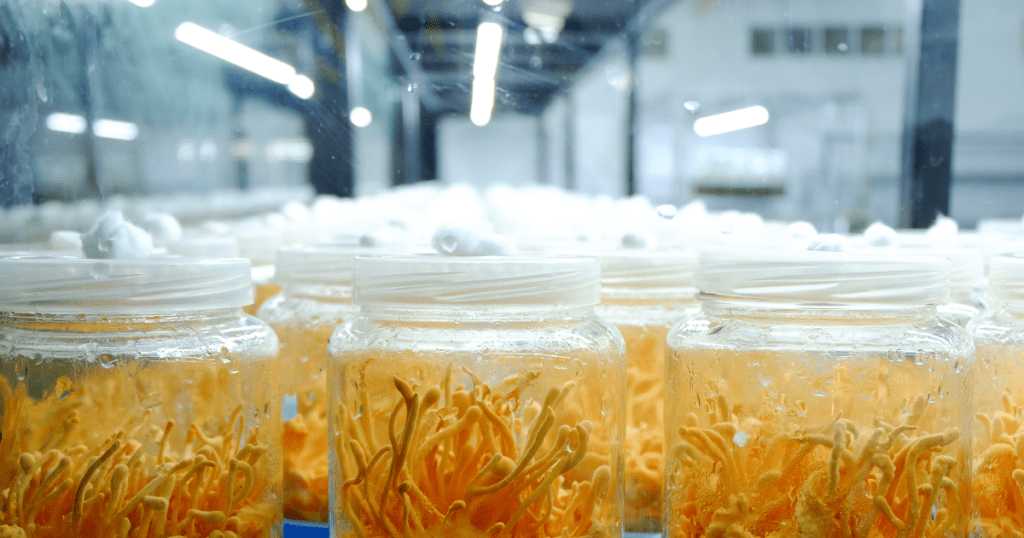 Mushroom Growing with Lights