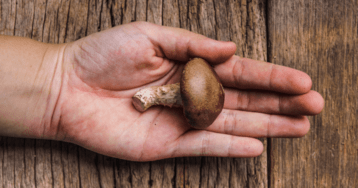 harvested brown mushroom in hand