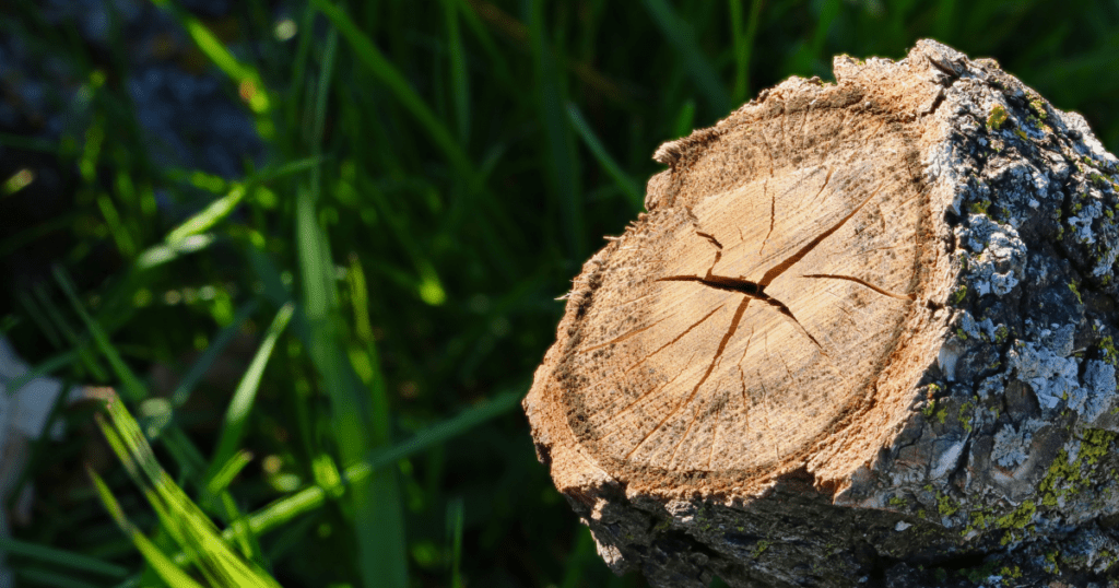 Fresh Cut Oak Log