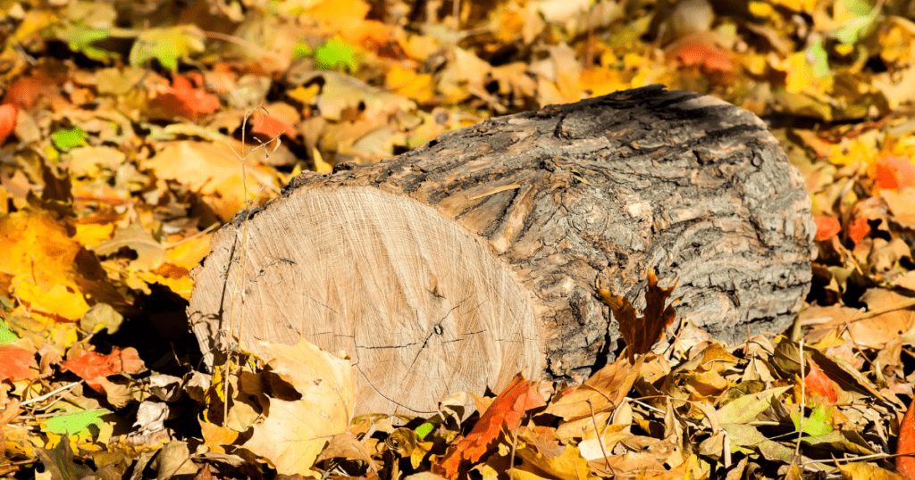 oak log
