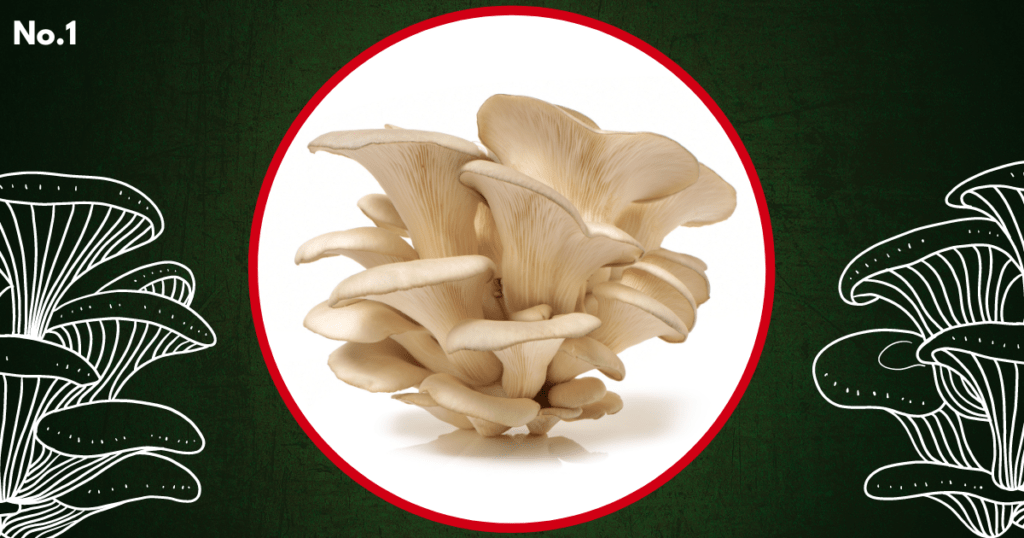 oyster mushrooms graphic