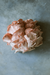 harvested pink oyster mushrooms