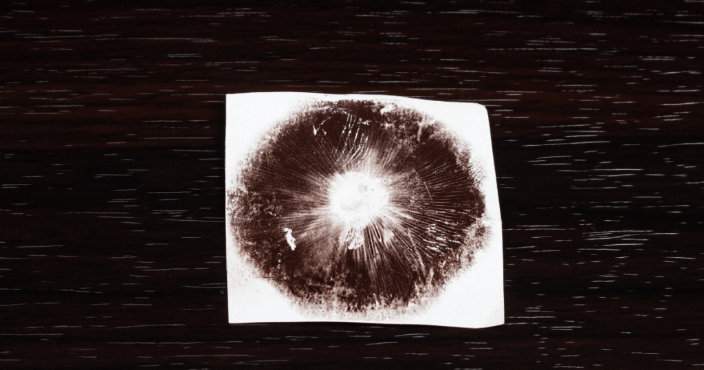 mushroom spore print